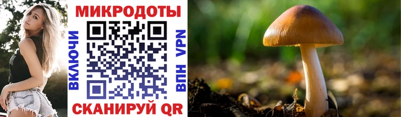 продажа наркотиков  Староминская  omg tor  Псилоцибиновые грибы мицелий 